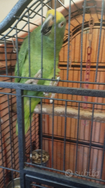 Amazzone fronte gialla