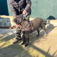 Cane corso per monta con pedigree