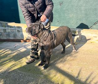 Cane corso per monta con pedigree