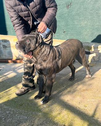 Cane corso per monta con pedigree