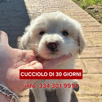 Rayan: cucciolo di taglia media dolcissimo