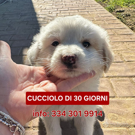 Rayan: cucciolo di taglia media dolcissimo