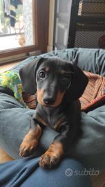 Charly Bassotto disponibile per monta ;)