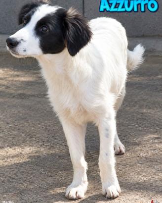 Azzurro, cucciolo con il suo manto bianco e nero