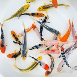 Carpe koi colorate