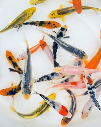 Carpe koi colorate