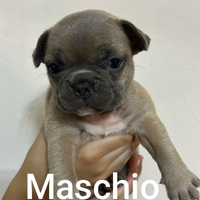 Cuccioli di bulldog francese