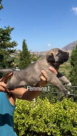 Kangal