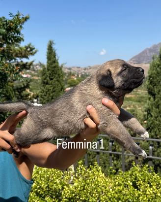 Kangal