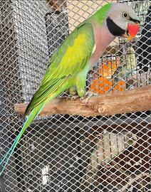 Coppia parrocchetto dei mustacchi