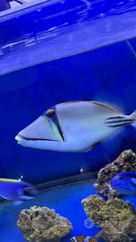 Acquario pesci marini