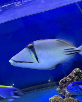 Acquario pesci marini