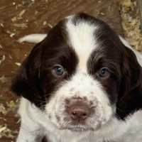 Disponibili cuccioli di springer spaniel inglese