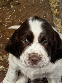 Disponibili cuccioli di springer spaniel inglese