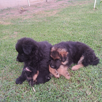 Cuccioli pastore tedesco pelo lungo