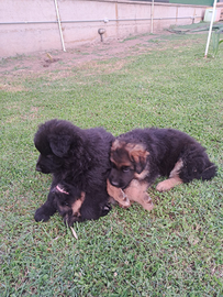 Cuccioli pastore tedesco pelo lungo