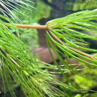 Ceratophyllum demersum