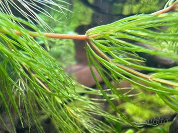 Ceratophyllum demersum