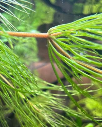 Ceratophyllum demersum