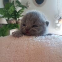 Cuccioli di British Shorthair