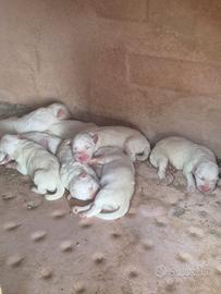Si regala cuccioli maschi di maremmano