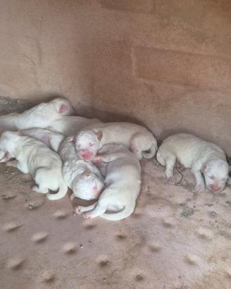Si regala cuccioli maschi di maremmano