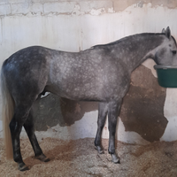 Cavallo anglo arabo da corsa