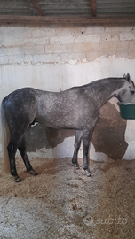 Cavallo anglo arabo da corsa