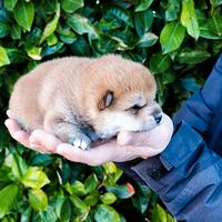 Cucciolo Shiba purissimo