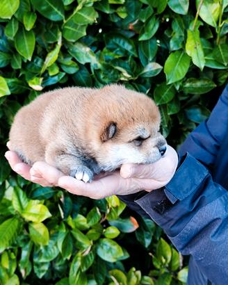 Cucciolo Shiba purissimo