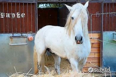 Cavallo Spagnolo Andaluso Addestrato Elegante CB