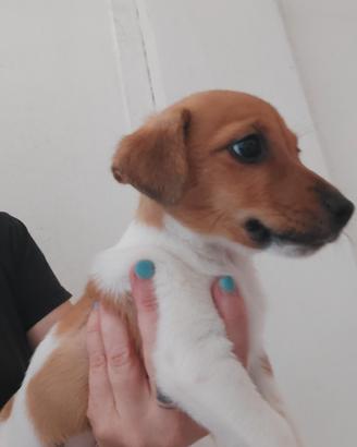 Jack russell terrier