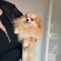 Spitz tedesco nano femmina con pedigree