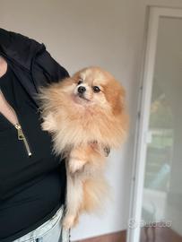 Spitz tedesco nano femmina con pedigree