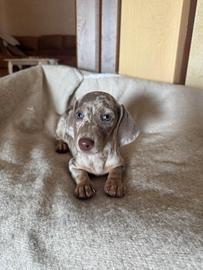 bassotti cuccioli 