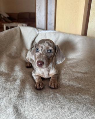 bassotti cuccioli 