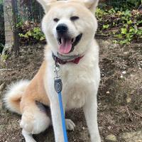Akita inu per monta