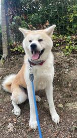 Akita inu per monta