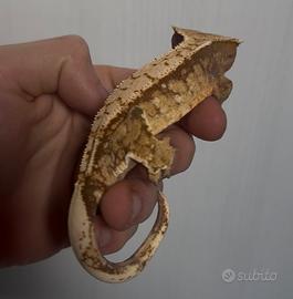 Geco ciliatus