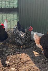 Galline razza amarok