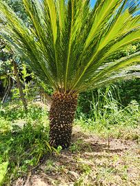 cycas