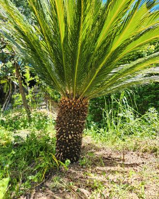cycas