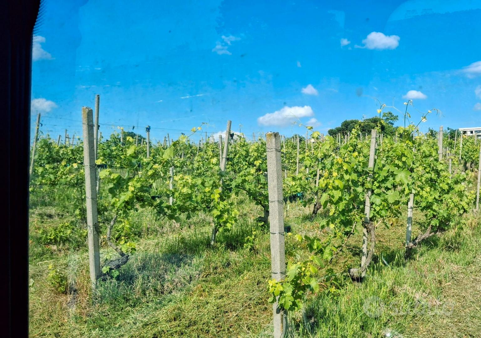 Vigneto Doc Ziano Piacentino - Vista 4