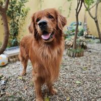 Maschio di Golden Retriever per cucciolata