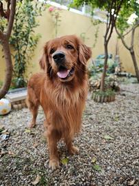Maschio di Golden Retriever per cucciolata