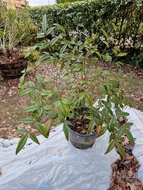 Piante di nandina