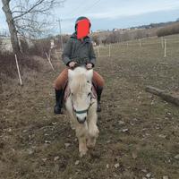 Pony