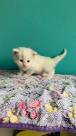 Maine Coon alta genealogia