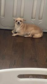 Chihuahua