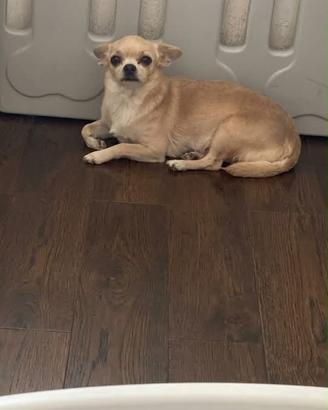 Chihuahua